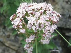 Stevia