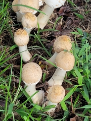 Candolleomyces candolleanus
