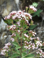 Stevia