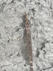 Clathroneuria schwarzi