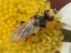 Thecophora