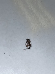 Camponotus chromaiodes
