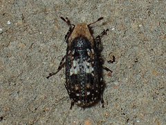 Euparius paganus