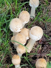 Candolleomyces candolleanus