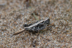 Tetrix subulata