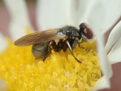 Thecophora