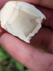 Candolleomyces candolleanus