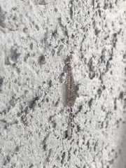 Clathroneuria schwarzi