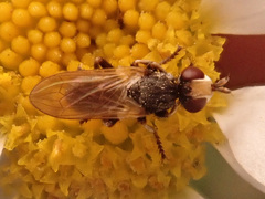 Thecophora