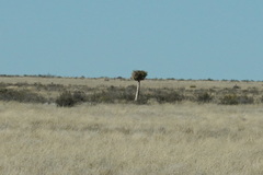 Aloidendron dichotomum