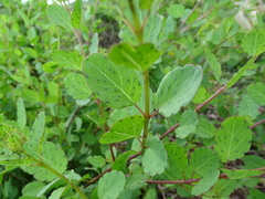 Porophyllum punctatum