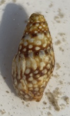 Mitrella ocellata