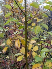 Salix caprea