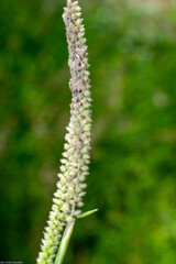 Tragus berteronianus