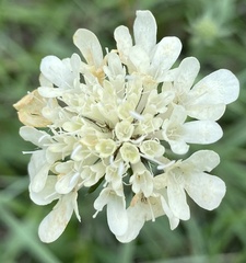 Scabiosa ochroleuca