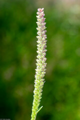 Tragus berteronianus