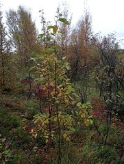 Salix caprea