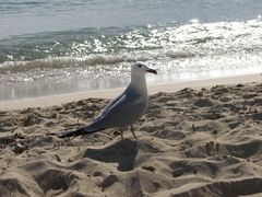 Ichthyaetus audouinii