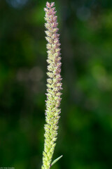 Tragus berteronianus