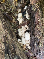 Entoloma abortivum