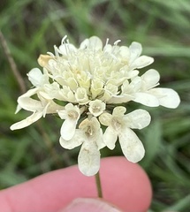 Scabiosa ochroleuca