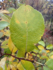 Salix caprea