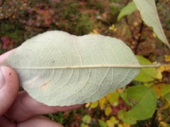 Salix caprea