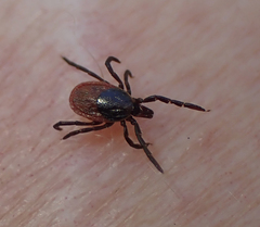 Ixodes pacificus
