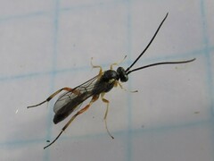 Hyposoter