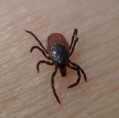 Ixodes pacificus