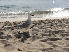 Ichthyaetus audouinii