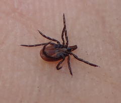 Ixodes pacificus