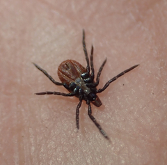 Ixodes pacificus