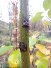 Salix caprea