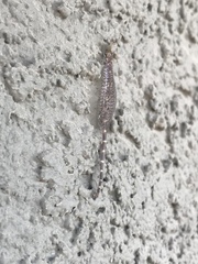 Clathroneuria schwarzi