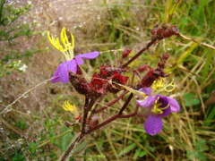 Melastomeae