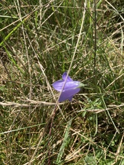 Campanula rotundifolia