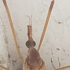 Platytipula