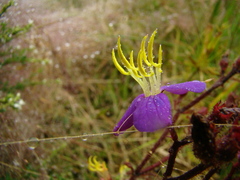 Melastomeae