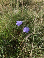 Campanula rotundifolia