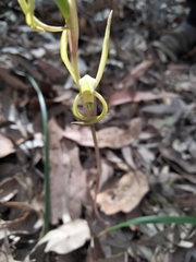 Lyperanthus suaveolens