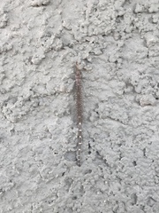 Clathroneuria schwarzi