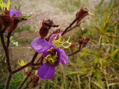 Melastomeae