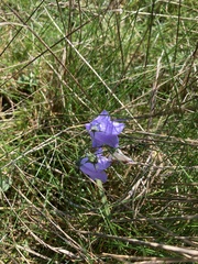 Campanula rotundifolia