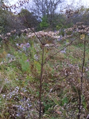 Heracleum sphondylium