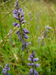 Polygala campestris