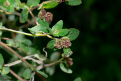 Euphorbia ophthalmica