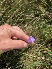 Campanula rotundifolia