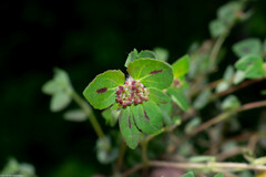 Euphorbia ophthalmica