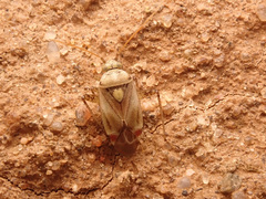 Polymerus